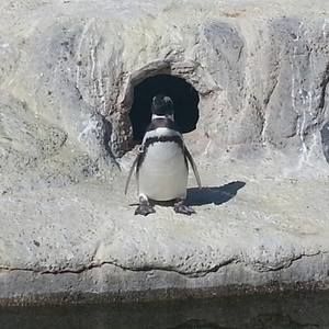 Meet your Posher, Tracie